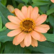 Seminte ZINNIA marylandica DOUBLE ZAHARA F1 Salmon 500s