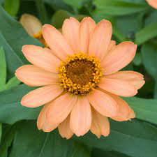 Seminte ZINNIA marylandica DOUBLE ZAHARA F1 Salmon 1000s