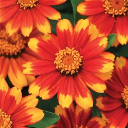 Seminte ZINNIA marylandica ZAHARA F1 Sunburst 250s