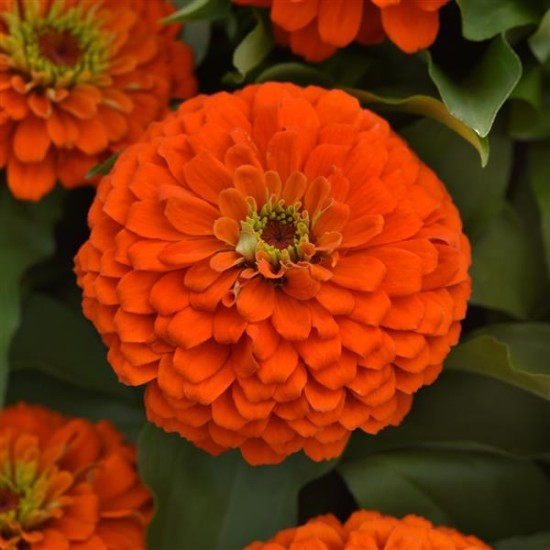 Seminte ZINNIA elegans ZESTY Orange 1000s