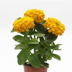 Seminte ZINNIA elegans ZESTY Yellow 1000s