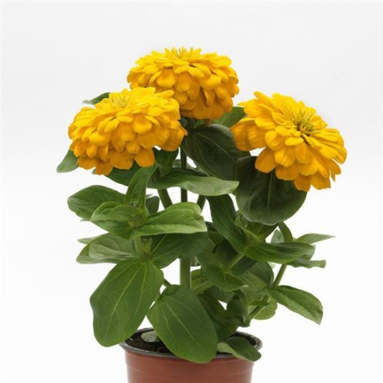 Seminte ZINNIA elegans ZESTY Yellow 1000s
